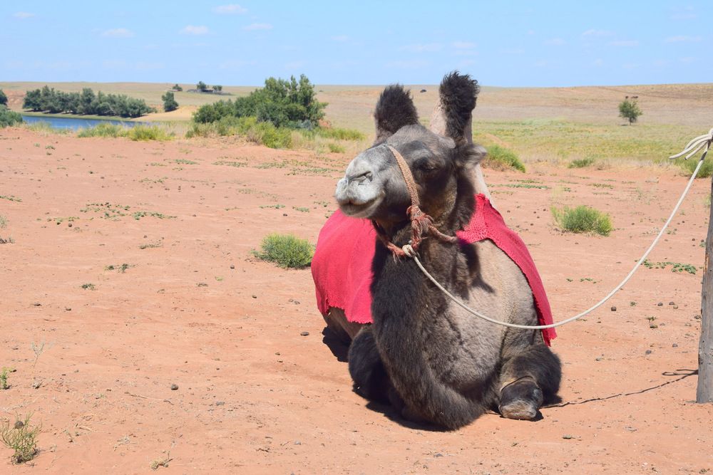 Корабль пустыни