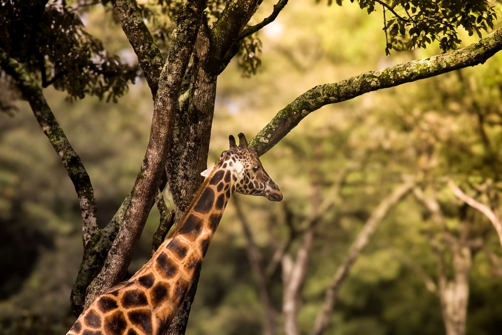 Photograph by Siamak Sabet