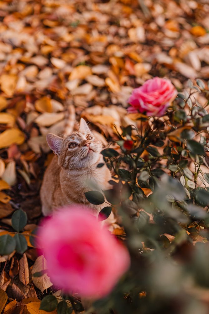 Photograph by Юлия Клименко