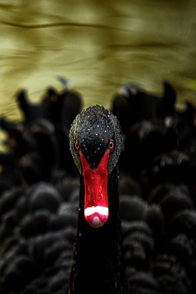 Photograph by Mohammadreza Pourian