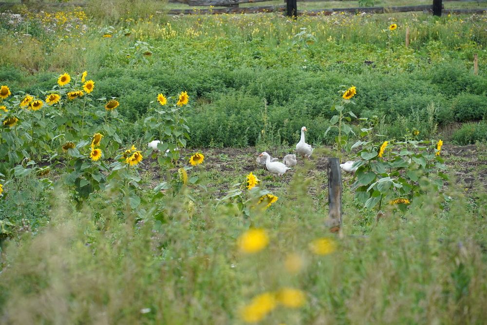 Photograph by Ольга Шангареева