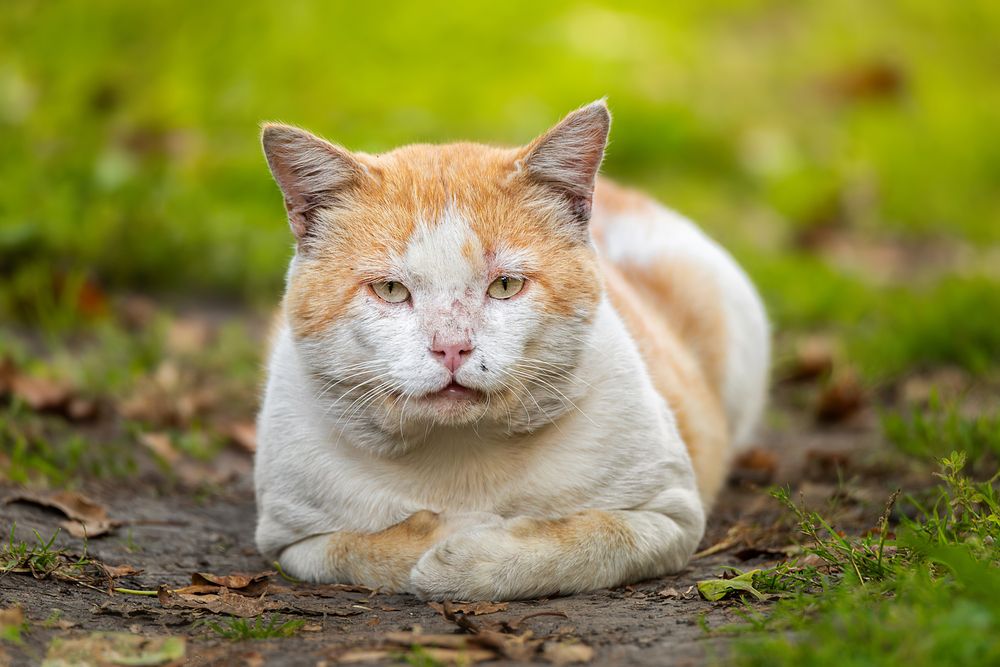 Фотография автора Корнеев Алексей