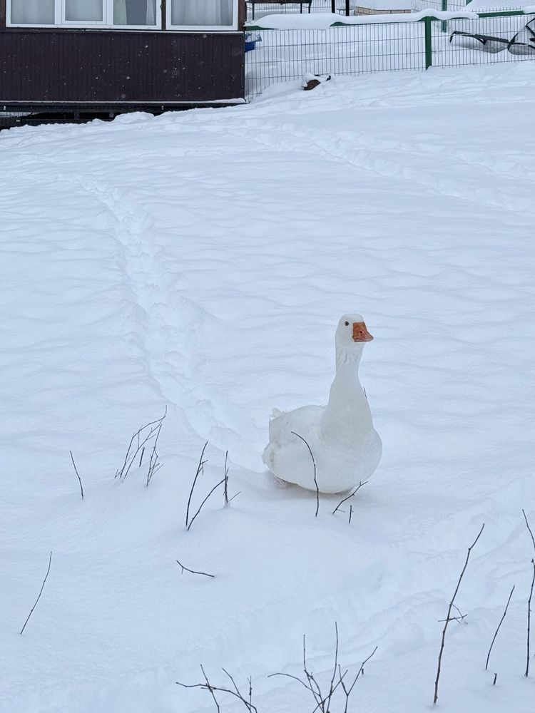 Photograph by Татьяна Семёнова