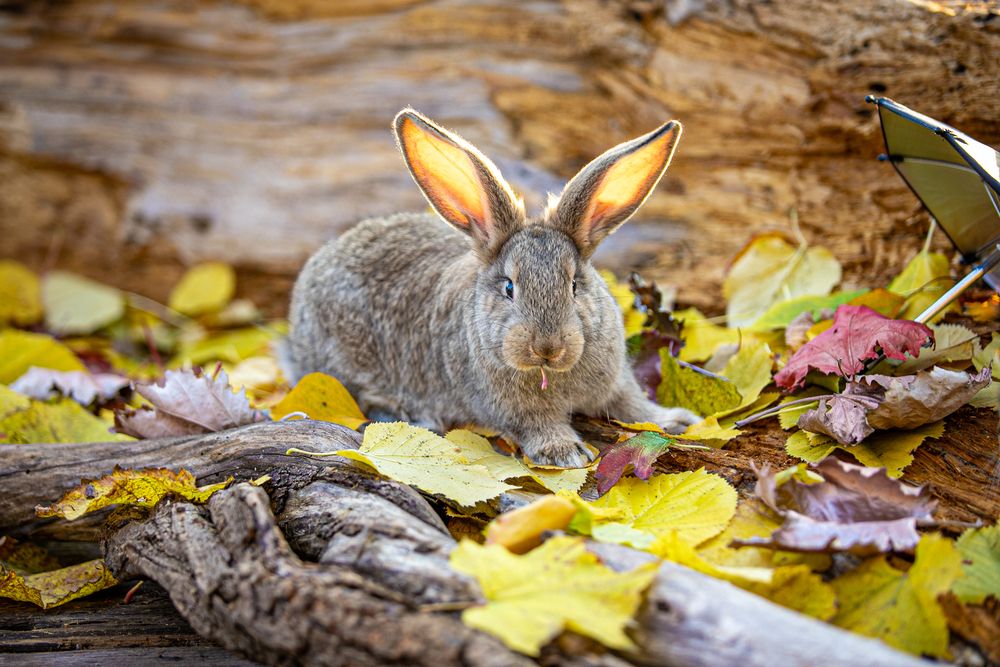Фотография автора Михаил Лупина
