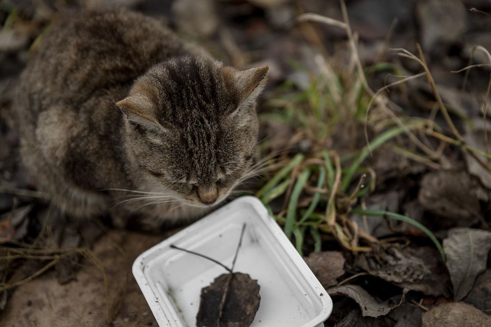 Photograph by Алексей Кацан