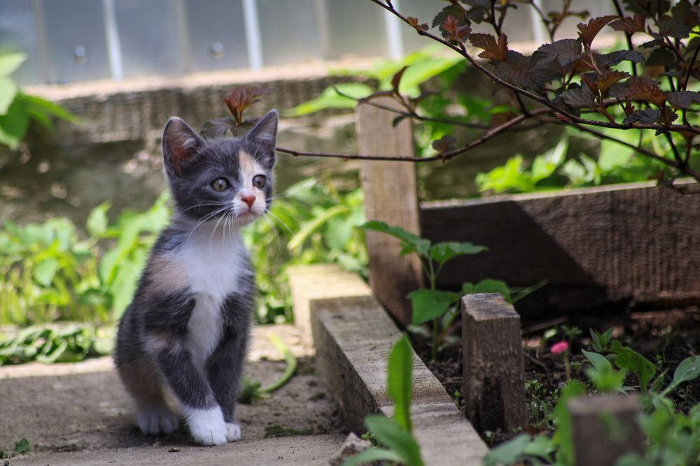 Фотография автора Вячеслав Баглык