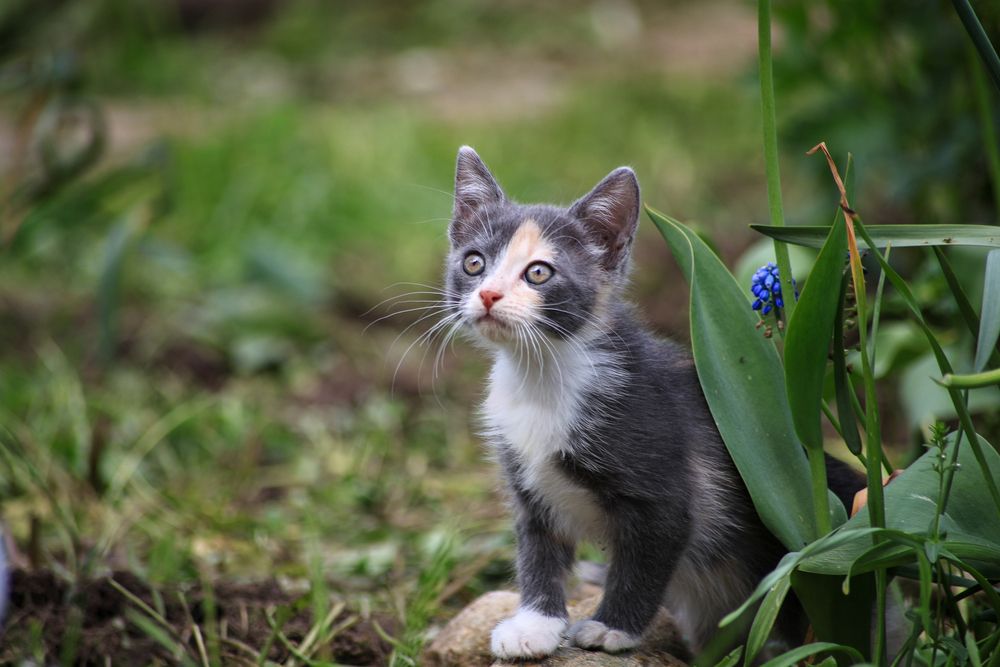 Фотография автора Вячеслав Баглык