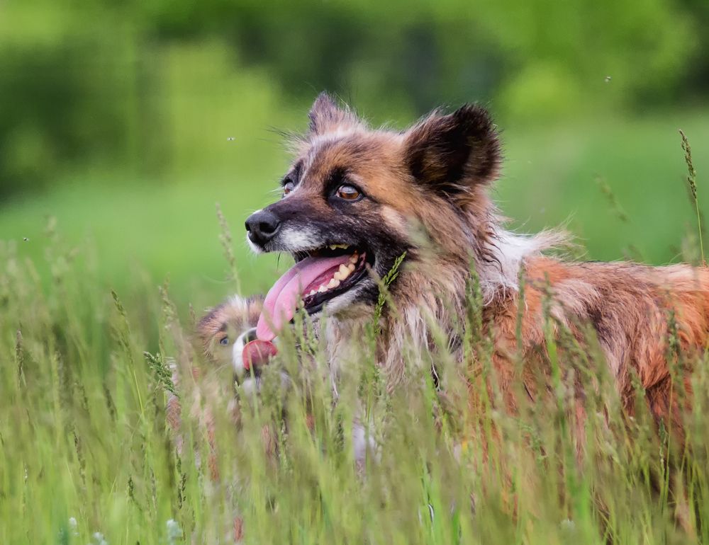 Собака с щенком.