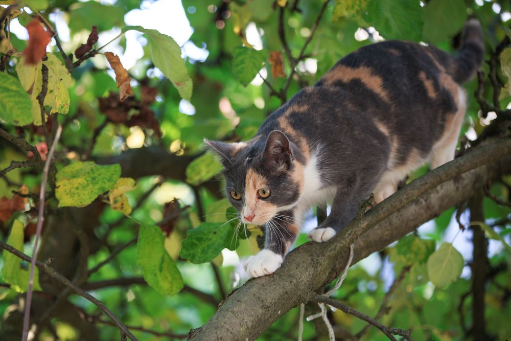 Фотография автора Вячеслав Баглык