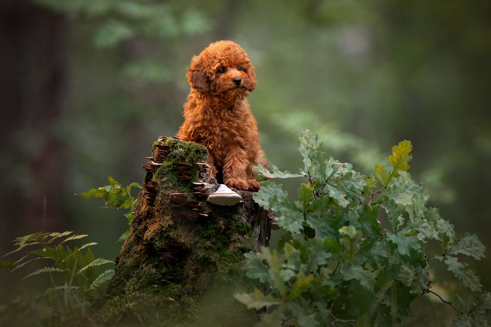 Photograph by Elena Yakuseva