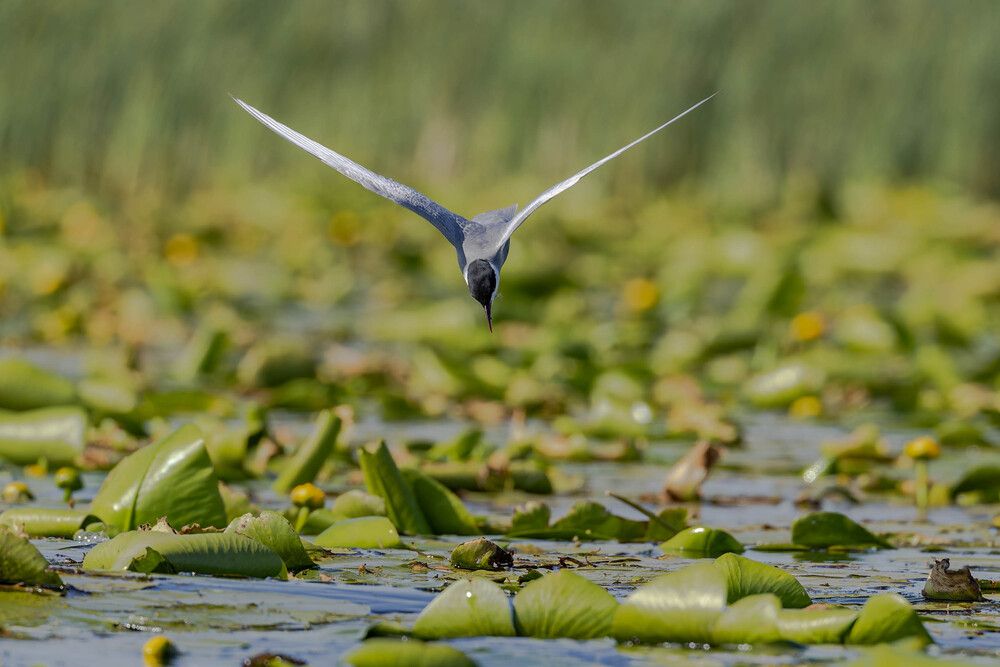Photograph by George Alexandru Ghiuro