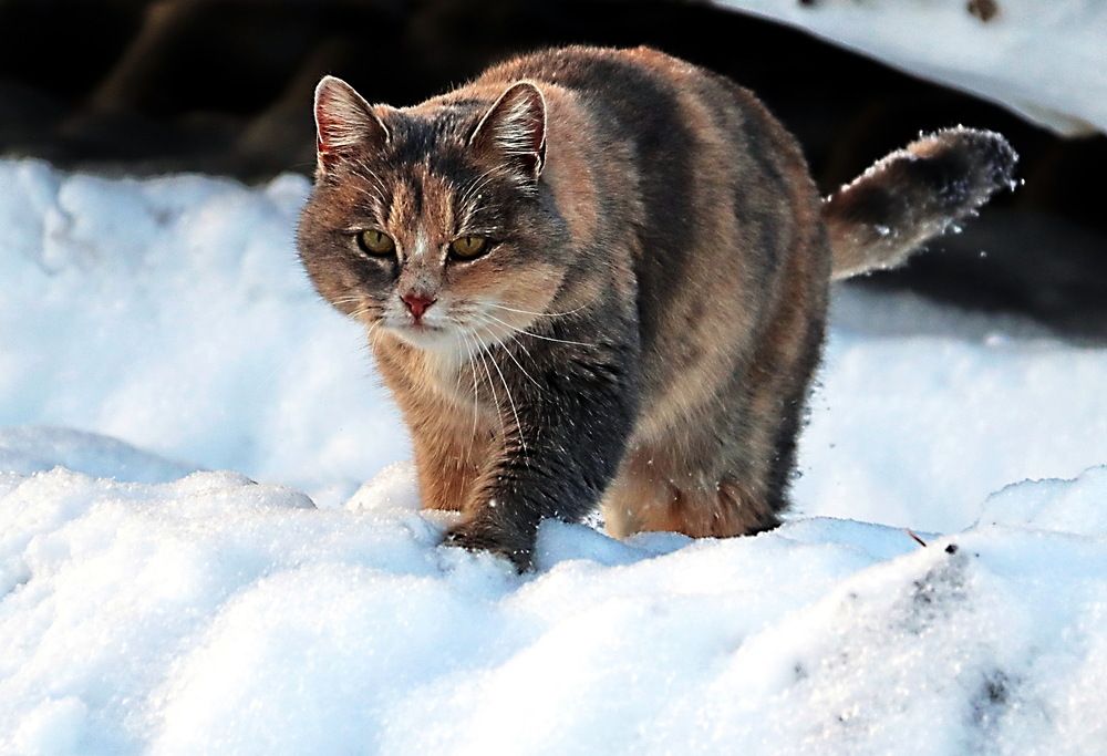 Photograph by Александр Лазебник