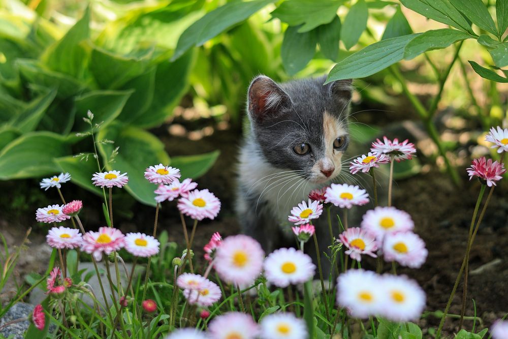 Фотография автора Вячеслав Баглык