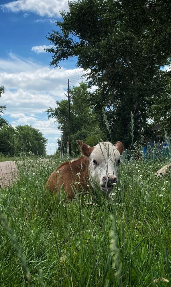 Photograph by Dina Din