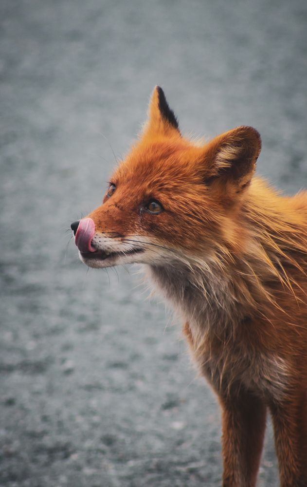 Фотография автора Денис Мартыновский