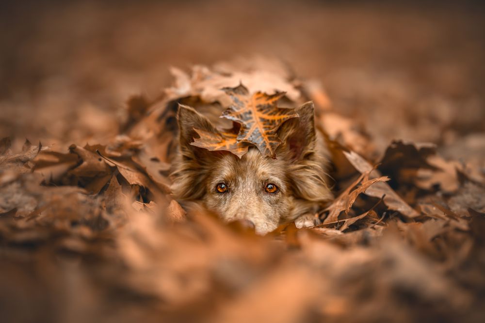 Under the autumn blanket
