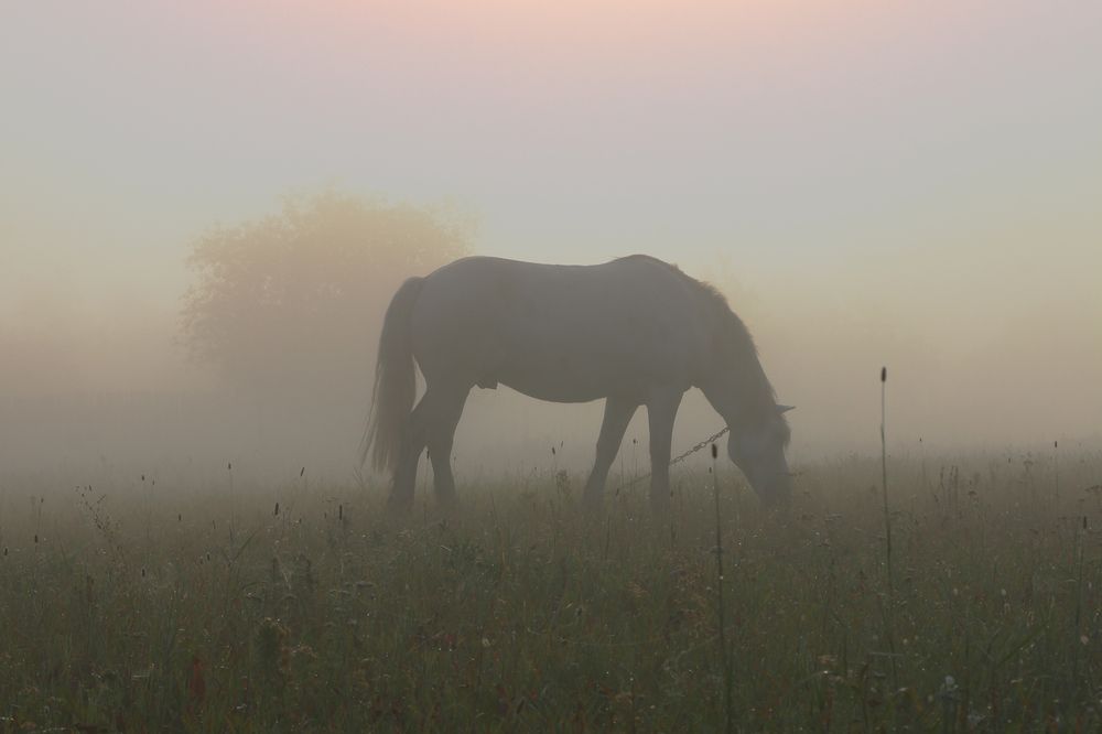 Photograph by Николай Протасеня
