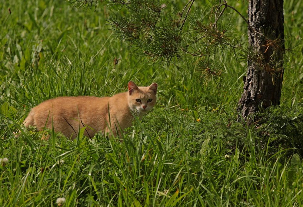 Фотография автора Александр Кожевников
