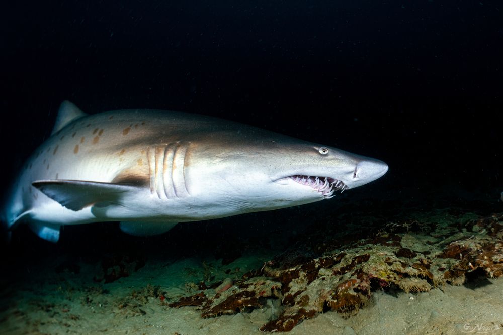 Фотография автора Nagai Go