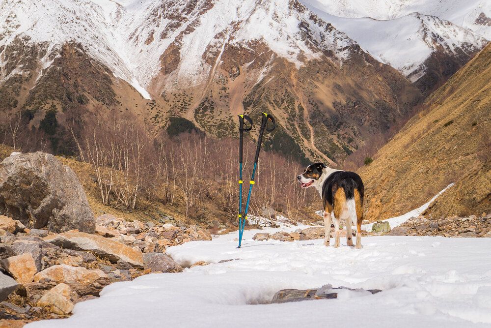 Страж ледника