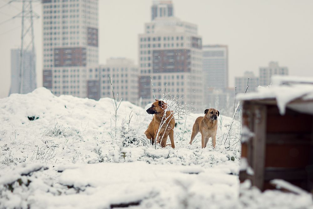 Photograph by Марина Фрейман