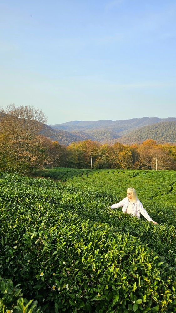 Мацеста чай. Сочи