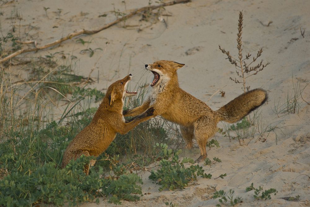 Photograph by Виктория Уварова