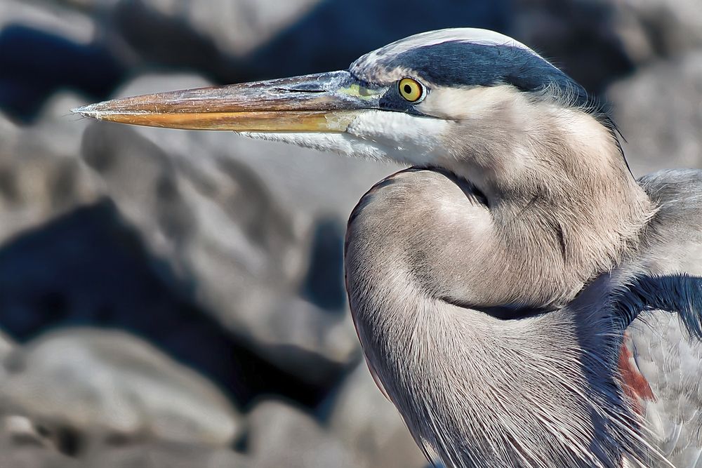 The Great Blue Heron: Peaceful, Patient, Precise