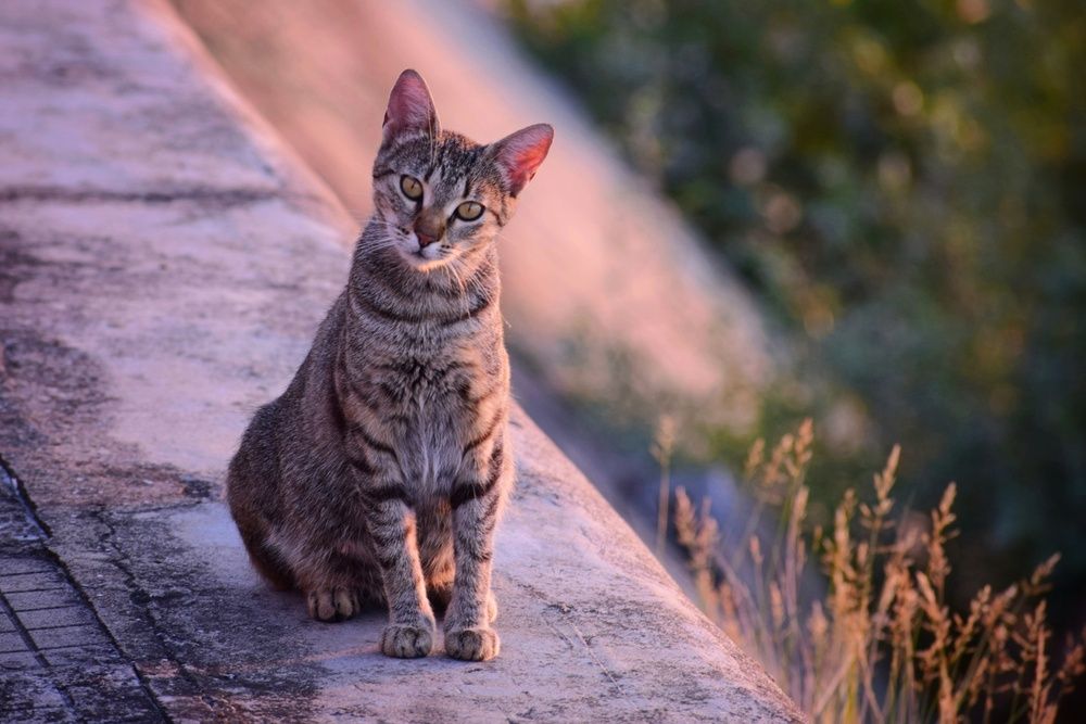 Photograph by Елена Василева