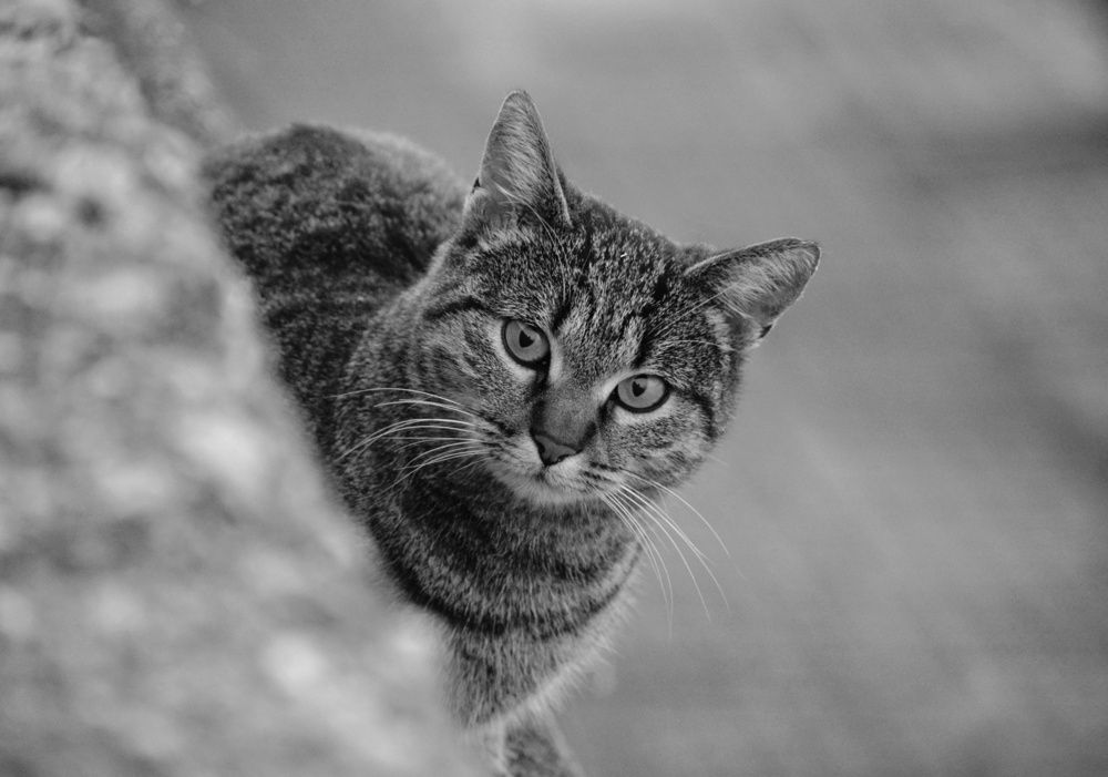 Photograph by Елена Василева