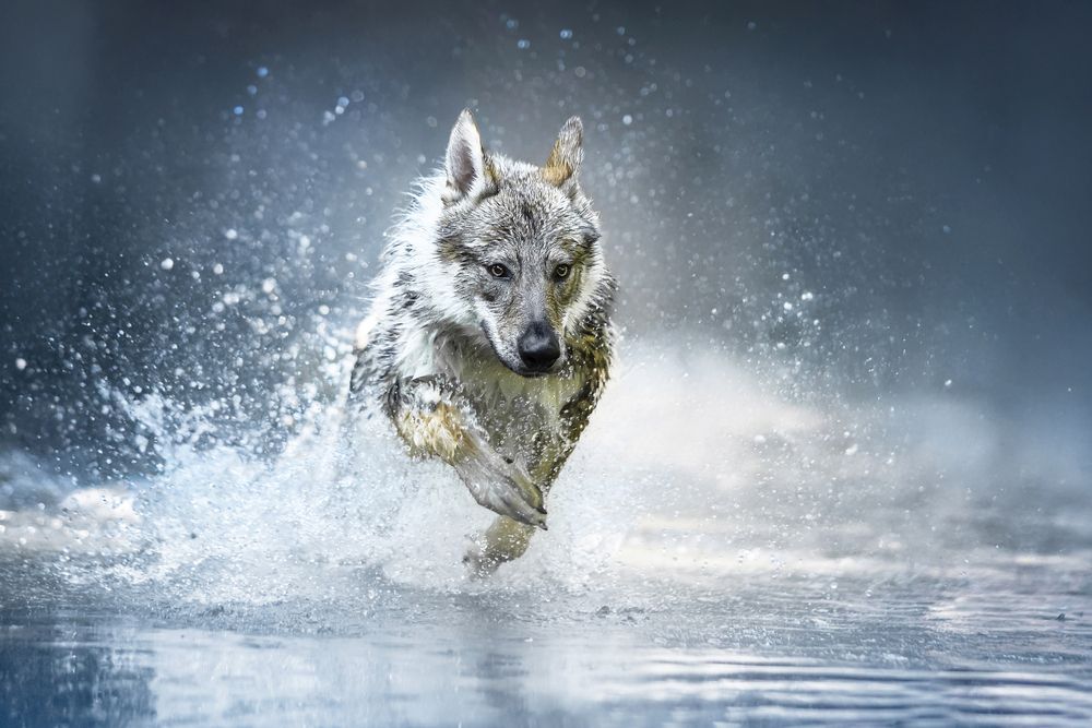 Photograph by Alessandro Grandoni