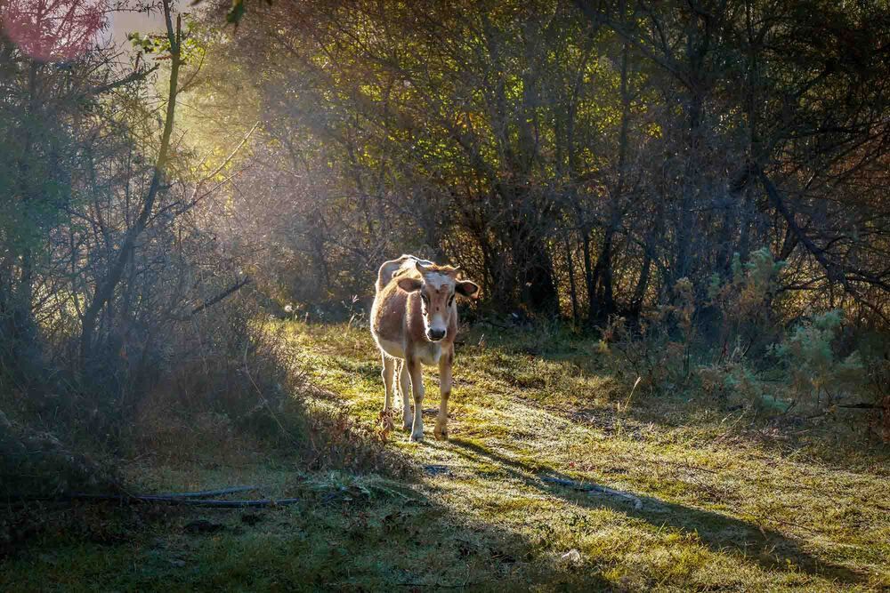 Photograph by Евгений Киселев