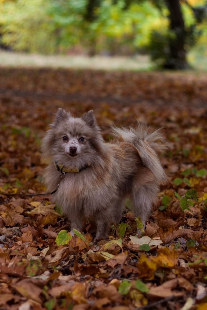 Фотография автора Софья Алексеева