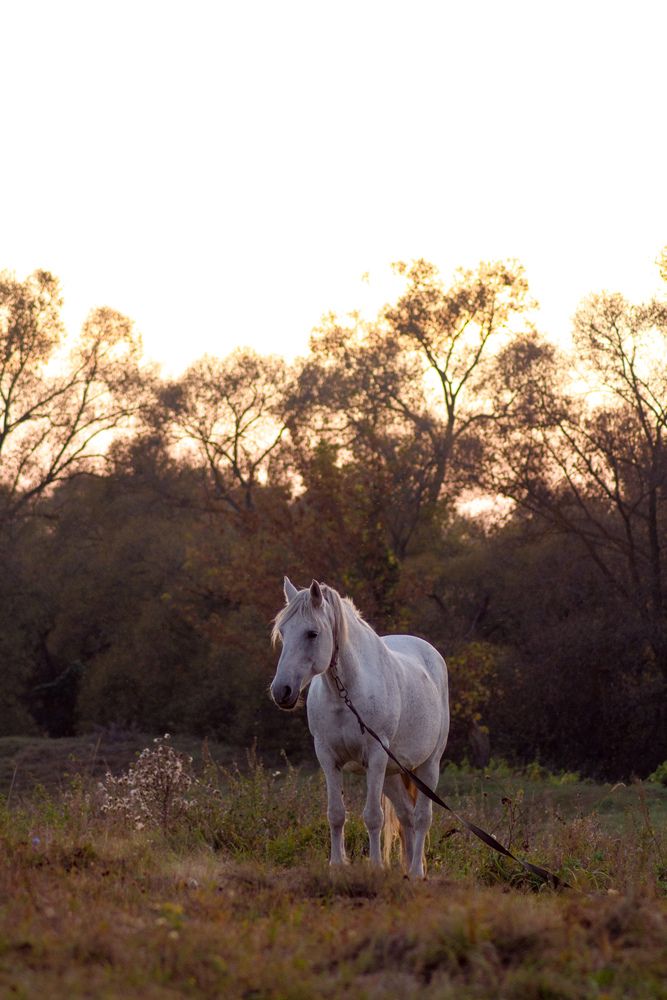 Фотография автора Софья Алексеева