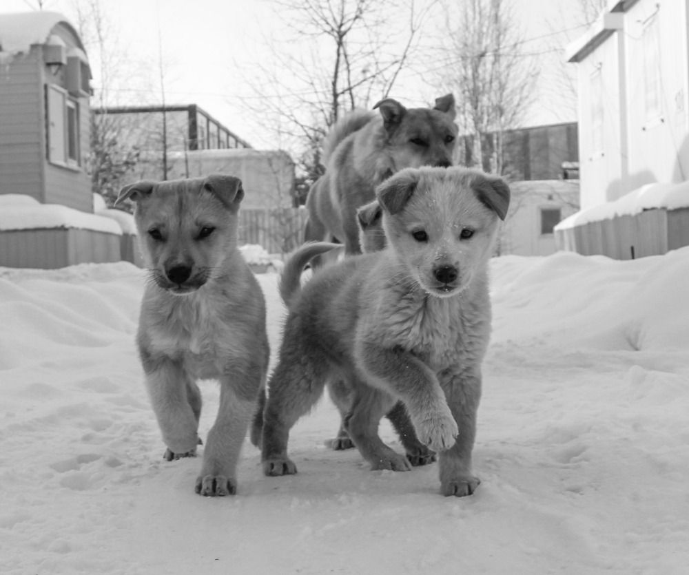 Photograph by Михаил Мархинин