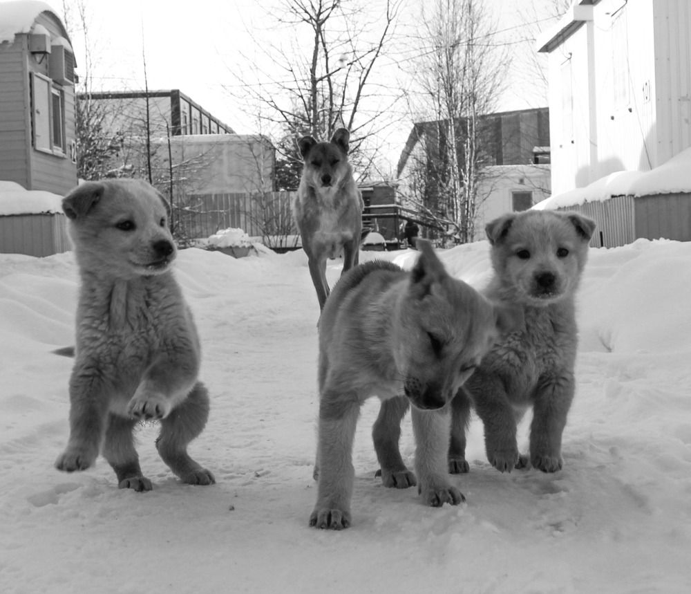 Photograph by Михаил Мархинин