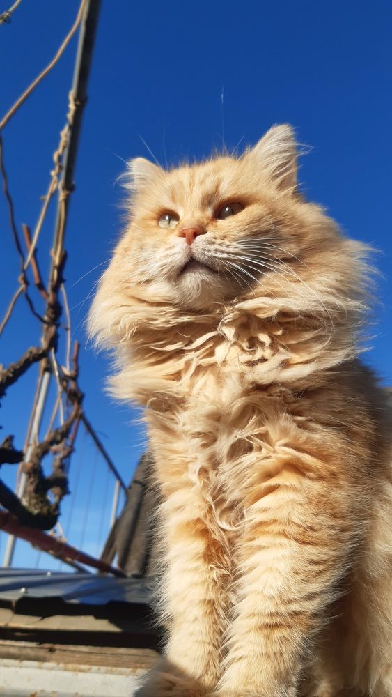 Фотография автора Маргарита Тетёркина