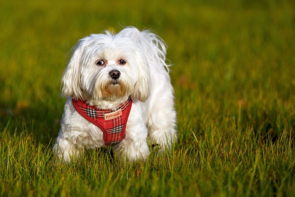 Photograph by Oleg Patrin