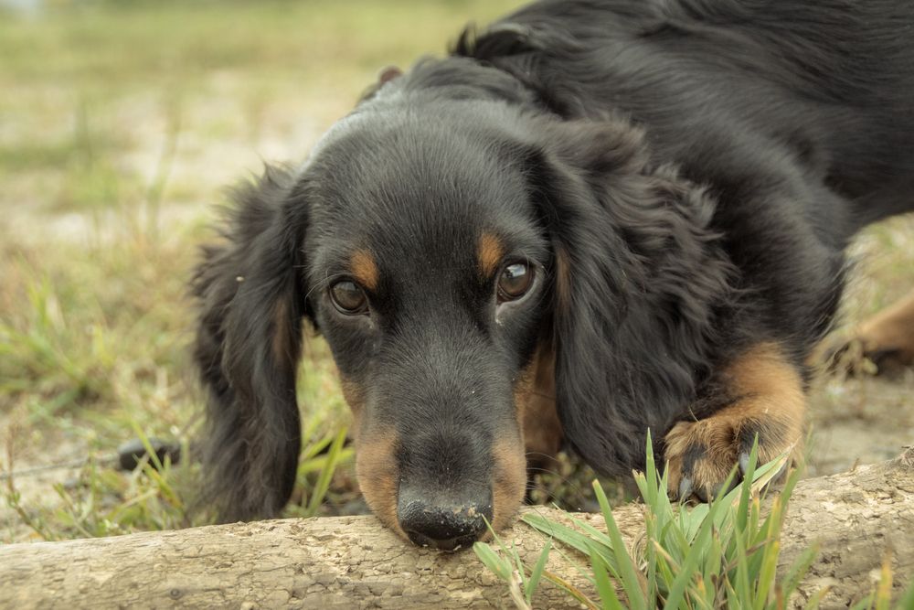 Фотография автора Дарья Обидина