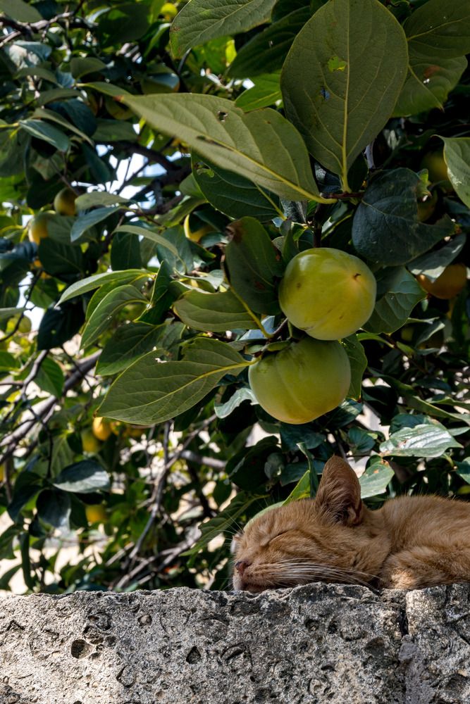 Photograph by Даниил Пузаков