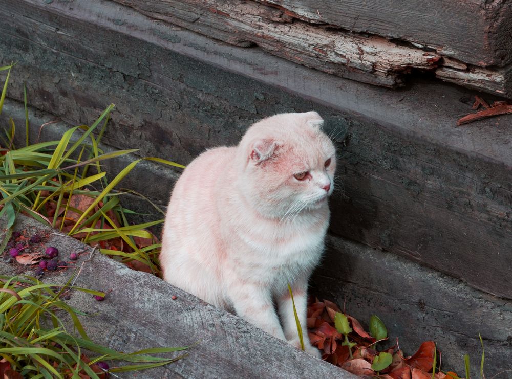 Бродячий кот