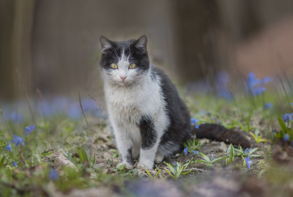 Фотография автора Шипунова Ирина