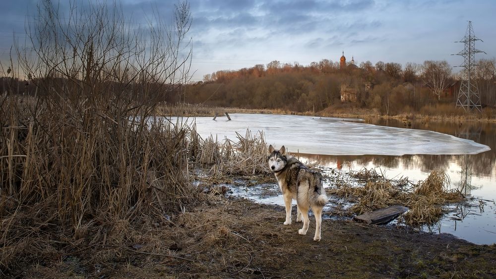 Photograph by Людмила Железнова