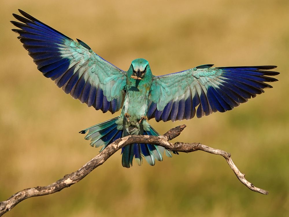 European roller