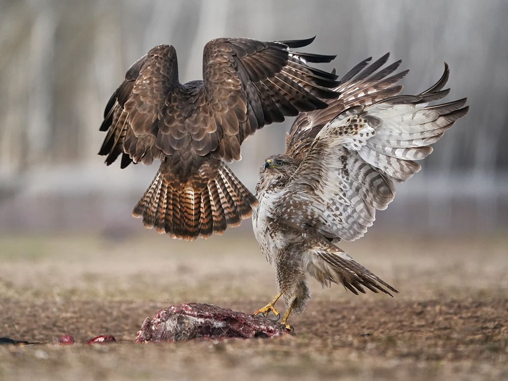 Buzzards fight