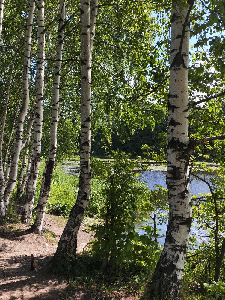 Берёзовая тропа в Санкт-Петербурге