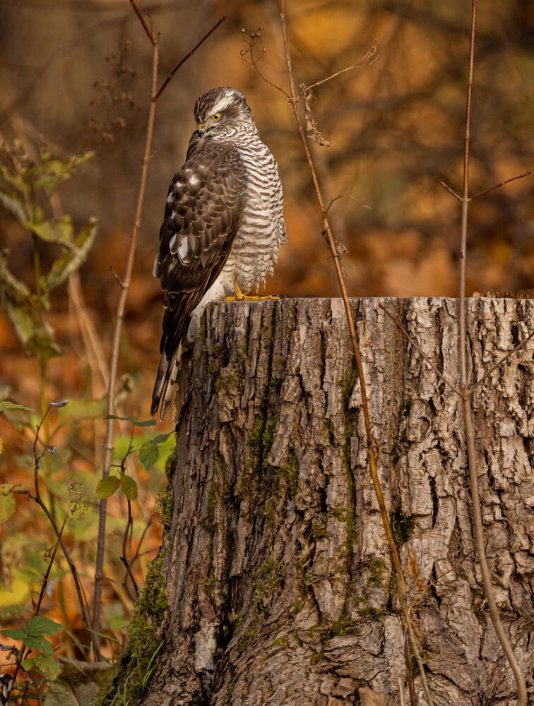 Photograph by Белов Александр