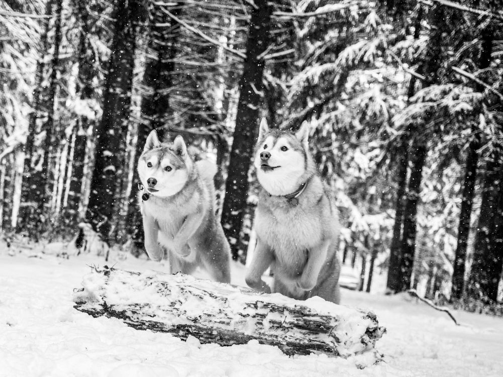 Photograph by Алина Перескокова