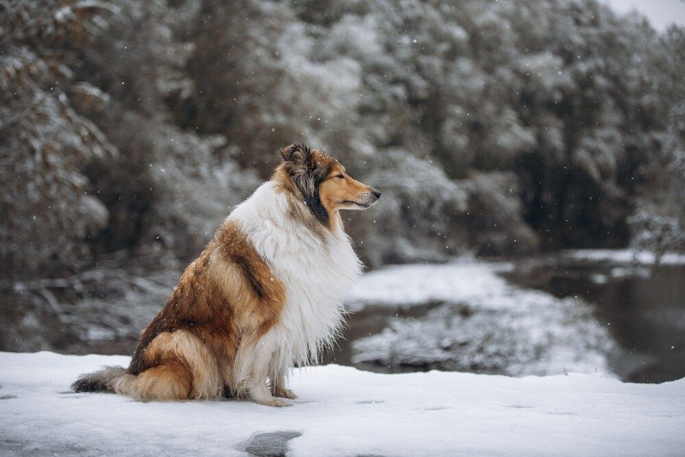 Photograph by Александра Шеламова