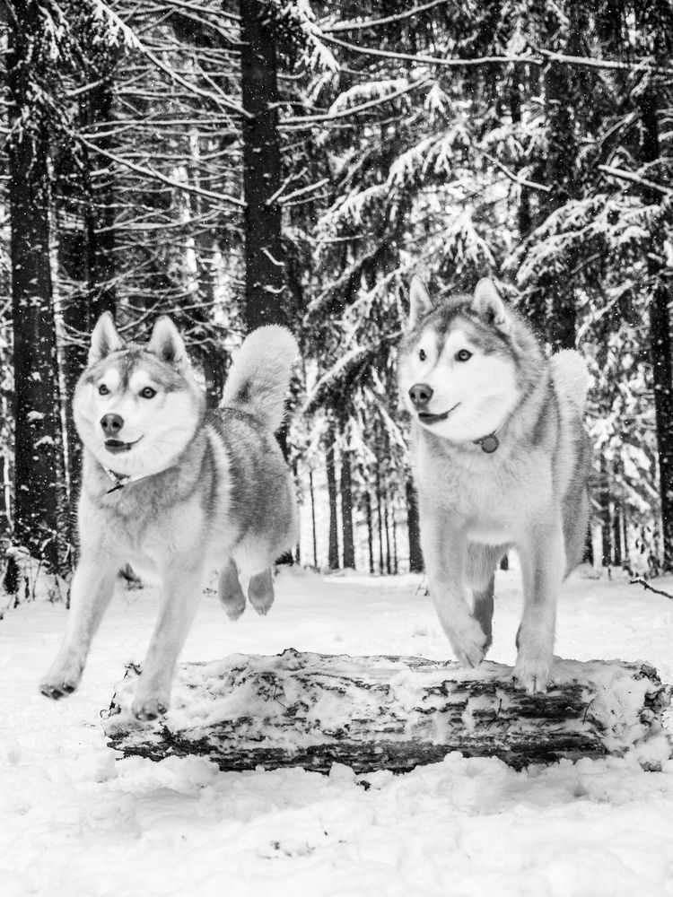 Photograph by Алина Перескокова